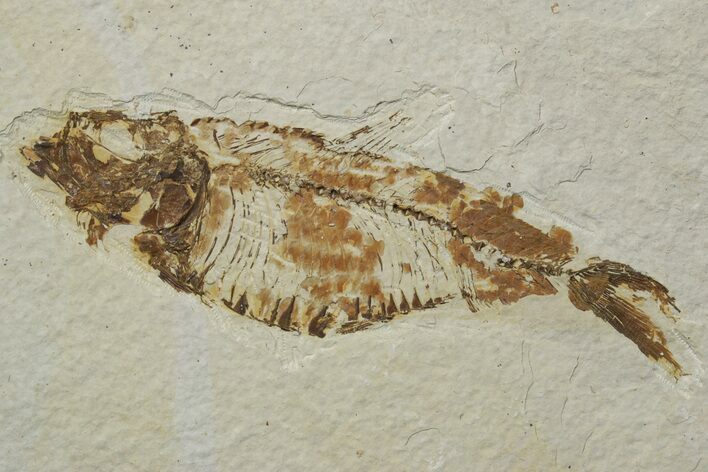 Fossil Fish (Knightia) - Green River Formation #237216